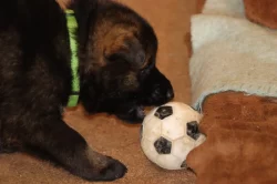 Německý Ovčák  s PP