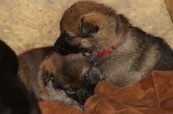 Německý Ovčák  s PP