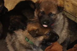 Německý Ovčák  s PP