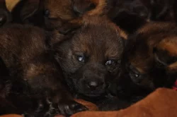 Německý Ovčák  s PP