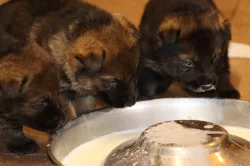 Německý Ovčák  s PP