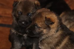 Německý Ovčák  s PP