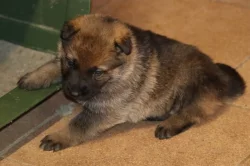 Německý Ovčák  s PP