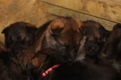 Německý Ovčák  s PP