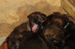 Německý Ovčák  s PP