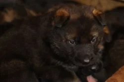 Německý Ovčák  s PP