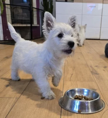 Westík bez pp klouček