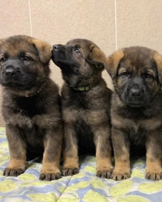 Německý ovčák štěňata