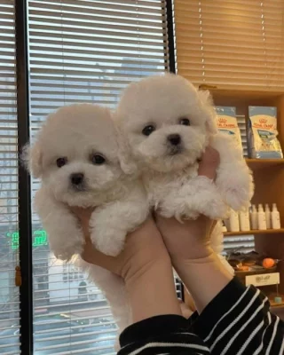 Prodáme štěňata bišonka frise s PP.