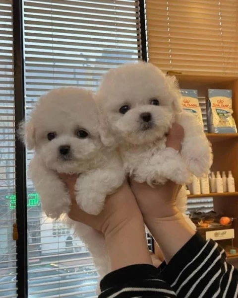 Prodáme štěňata bišonka frise s PP.