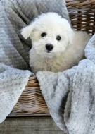 Prodáme štěňata bišonka frise s PP.