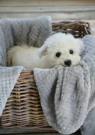 Prodáme štěňata bišonka frise s PP.