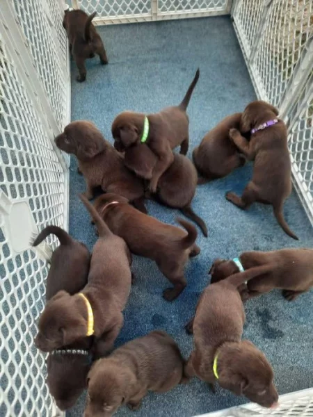 Labradorský retrívr