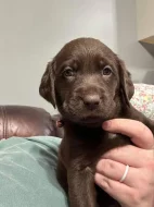 Labradorský retrívr