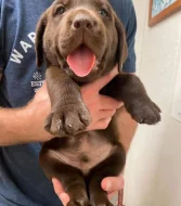 Labradorský retrívr