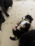 Štěňátka Bernskeho salašnického psa