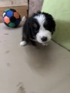 Štěňátka Bernskeho salašnického psa