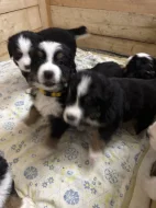 Štěňátka Bernskeho salašnického psa