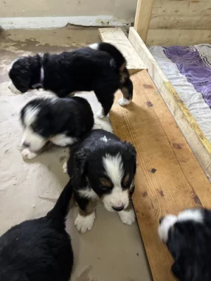 Štěňátka Bernskeho salašnického psa