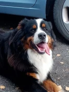 Štěňátka Bernskeho salašnického psa