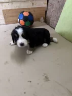 Štěňátka Bernskeho salašnického psa