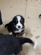 Štěňátka Bernskeho salašnického psa