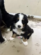 Štěňátka Bernskeho salašnického psa