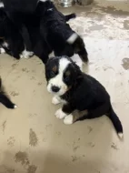 Štěňátka Bernskeho salašnického psa