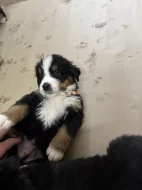 Štěňátka Bernskeho salašnického psa