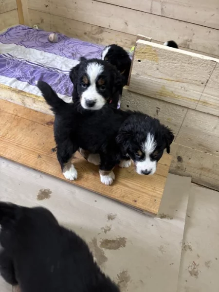 Štěňátka Bernskeho salašnického psa