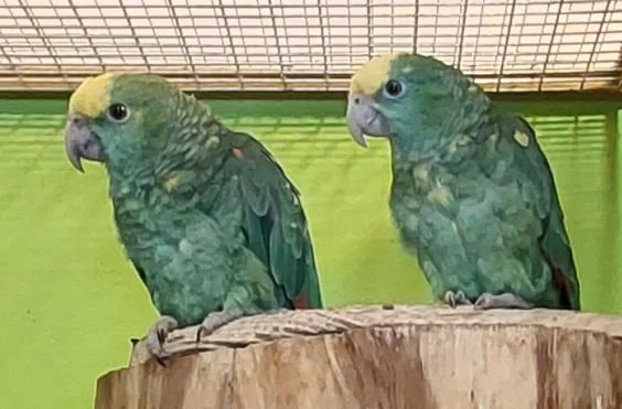 Prodám Amazoňan velký Oratrix