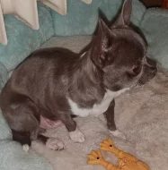 Čivava - mini fenky