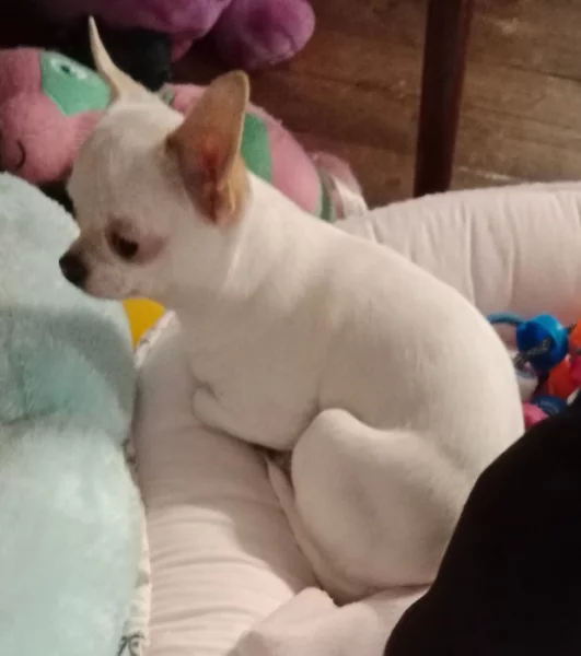 Čivava - mini fenky