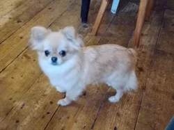 Čivava - mini fenky