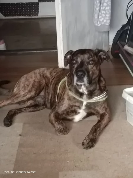 Hledáme fenečku ke krytí