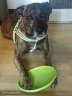 Hledáme fenečku ke krytí