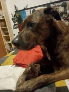 Hledáme fenečku ke krytí