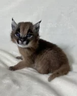 K dispozici mladí karakali, narození v zajetí