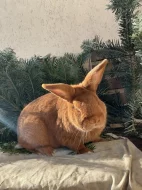 Prodám Novozélandského červeného (Nč)