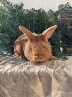 Prodám Novozélandského červeného (Nč)