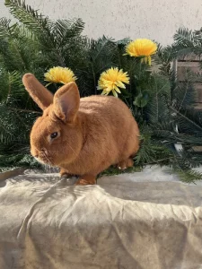 Prodám Novozélandského červeného (Nč)