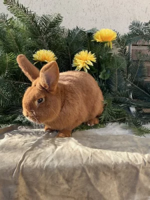 Prodám Novozélandského červeného (Nč)