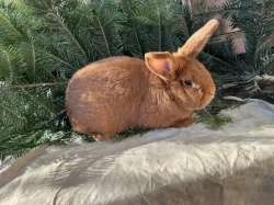 Prodám Novozélandského červeného (Nč)