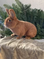 Prodám Novozélandského červeného (Nč)