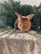 Prodám Novozélandského červeného (Nč)