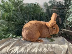 Prodám Novozélandského červeného (Nč)