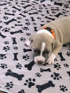 Americký stafordšírský teriér