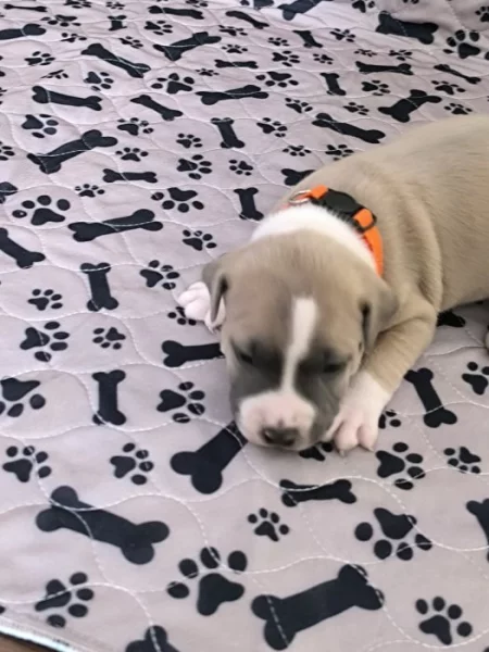 Americký stafordšírský teriér