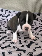 Americký stafordšírský teriér