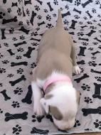 Americký stafordšírský teriér